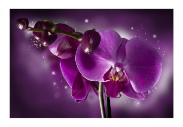 Fototapet - Fairy tale and orchid - Img 2