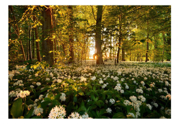 Fototapet - Forest flora - Img 2