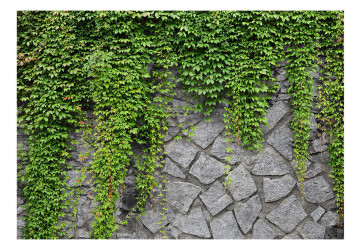 Fototapet - Green wall - Img 2