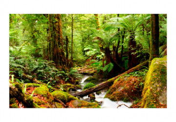 Fototapet - Rainforest - Img 2
