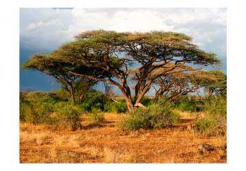 Fototapet - Samburu National Reserve, Kenya - Img 2