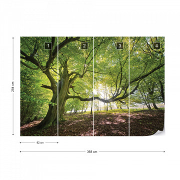 Green Tree In The Forest Photo Wallpaper Wall Mural - Img 7