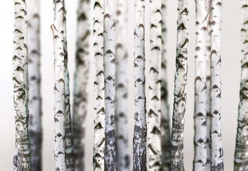 Birch Trees Forest Nature Texture Photo Wallpaper Wall Mural - Img 3
