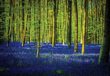 Blue Forest Trees Photo Wallpaper Wall Mural - Img 6