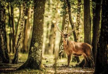 Deer In The Forest Nature Photo Wallpaper Wall Mural - Img 6