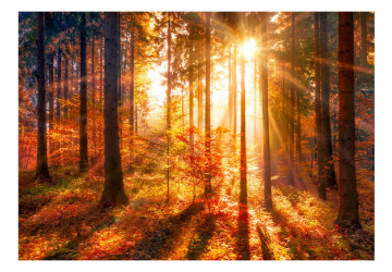 Fototapet autoadeziv - Autumnal Time - Img 2