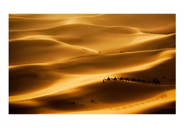 Fototapet - Caravan of camels - Img 2