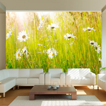Fototapet - Daisy field - Img 1