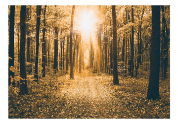 Fototapet - Magical Light - Img 2
