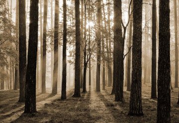 Fototapet - Răsărit de Soare în Pădure – Sepia - Img 3