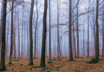Misty Forest Photo Wallpaper Wall Mural - Img 3