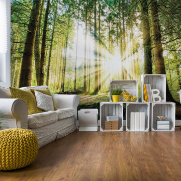 Sunrise Through The Forest Trees Photo Wallpaper Wall Mural - Img 14