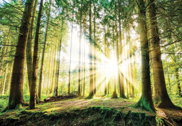 Sunrise Through The Forest Trees Photo Wallpaper Wall Mural - Img 3
