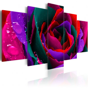 Tablou - Multicoloured rose - Img 1