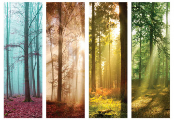 4 Seasons In The Forest Photo Wallpaper Wall Mural - Img 6