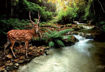 Deer In Forest Photo Wallpaper Wall Mural - Img 3