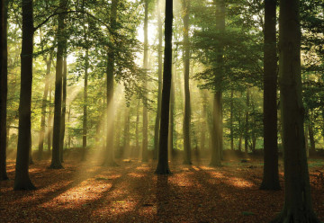 Enchanted Forest Photo Wallpaper Wall Mural - Img 6