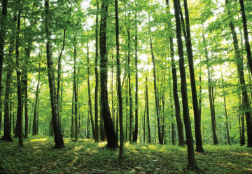 Forest Trees Green Nature Photo Wallpaper Wall Mural - Img 6