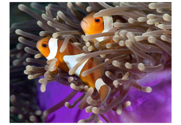 Fototapet - Clownfish - Img 2