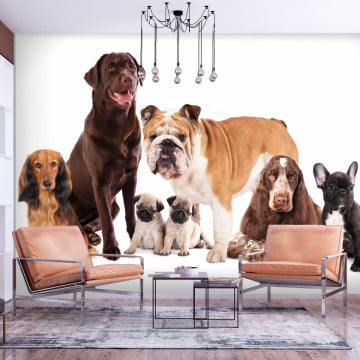 Fototapet - Dog Integration - Img 1
