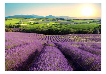 Fototapet - Lavender Field - Img 2