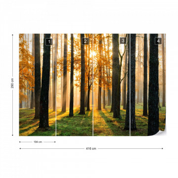 Fototapet - Răsărit de Soare în Pădure - Img 17