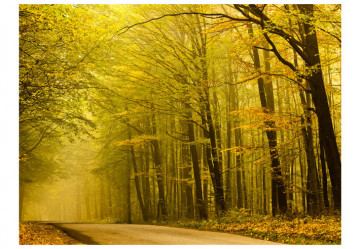 Fototapet - Road in autumn forest - Img 2