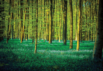 Green Forest Trees Photo Wallpaper Wall Mural - Img 3