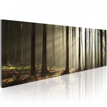 Tablou - Canvas print - Morning in the woods - Img 1