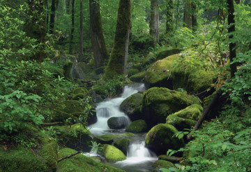 Forest Waterfall Rocks Nature Photo Wallpaper Wall Mural - Img 6