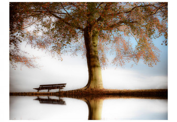 Fototapet - A tree near a lake - Img 2