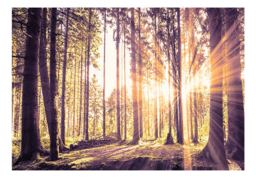 Fototapet autoadeziv - Forest Afternoon - Img 2