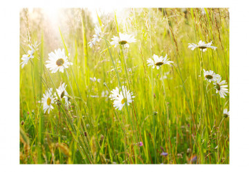 Fototapet - Daisy field - Img 2
