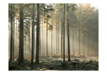 Fototapet - Foggy November morning - Img 2