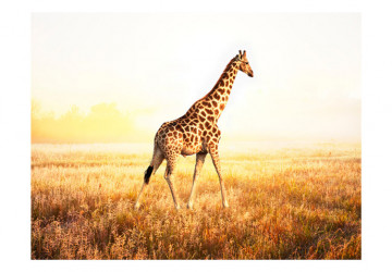 Fototapet - giraffe - walk - Img 4