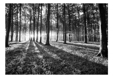 Fototapet - Grey Wilderness - Img 2