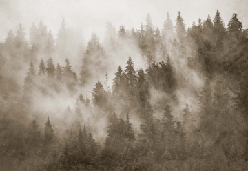 Fototapet - Pădure de Brazi în Ceață – Aspect Texturat, Sepia - Img 7