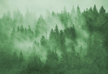 Fototapet - Pădure de Brazi în Ceață – Verde - Img 3