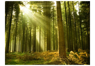 Fototapet - Pine forest - Img 2