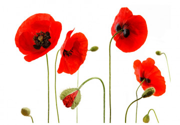 Fototapet - Red poppies, summertime reminiscence - Img 2