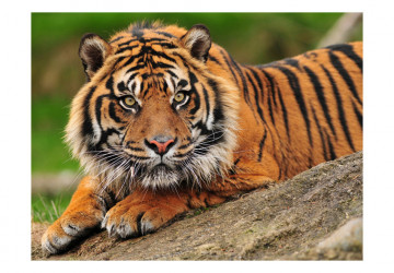 Fototapet - Sumatran tiger - Img 2