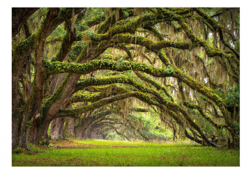 Fototapet - Tree embrace - Img 2