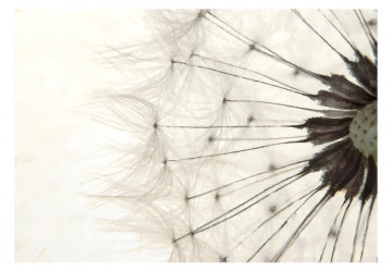 Fototapet - White Dandelion - Img 2