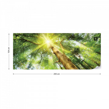 Sunshine Trees In The Forest Photo Wallpaper Wall Mural - Img 9