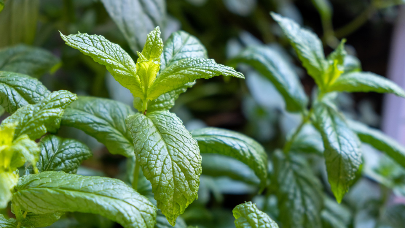 Cultivarea și îngrijirea plantelor de menta verde (Mentha spicata): Ghid complet pentru pasionatii de grădinărit