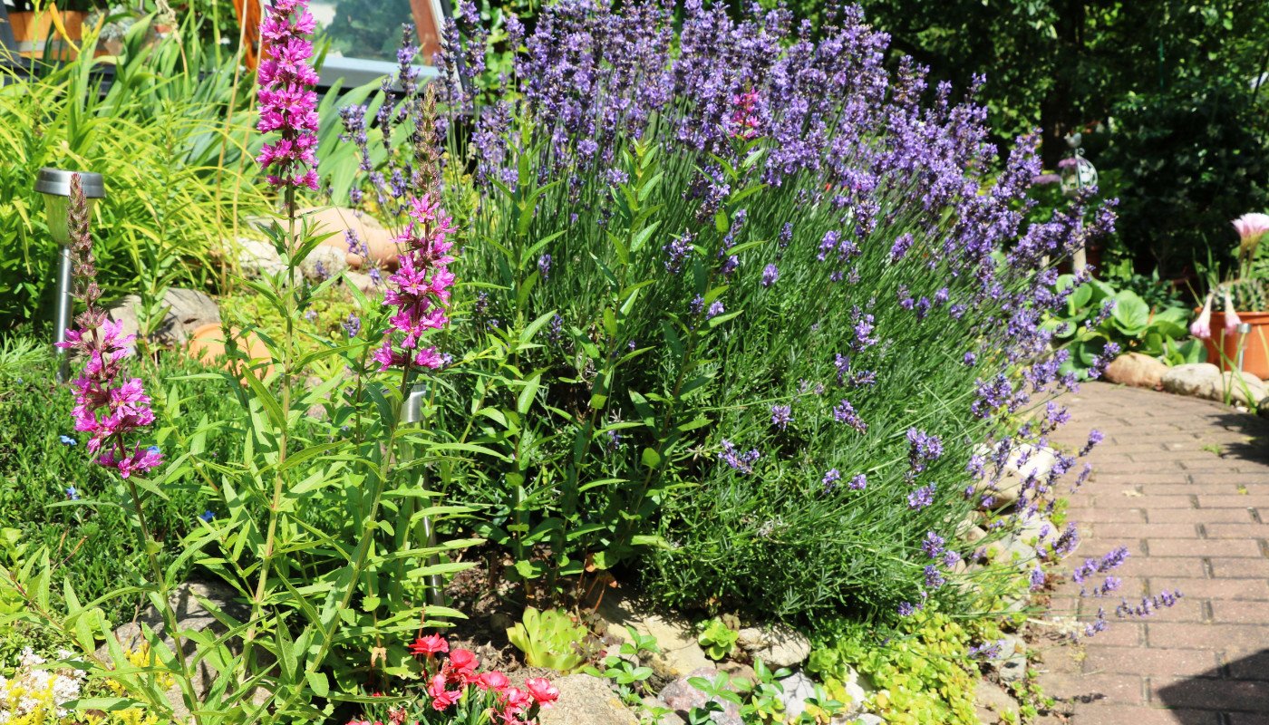 Ghid complet de cultivare a lavandei [Lavandula angustifolia]: Cum să crești și să îngrijești planta perfectă pentru grădina ta