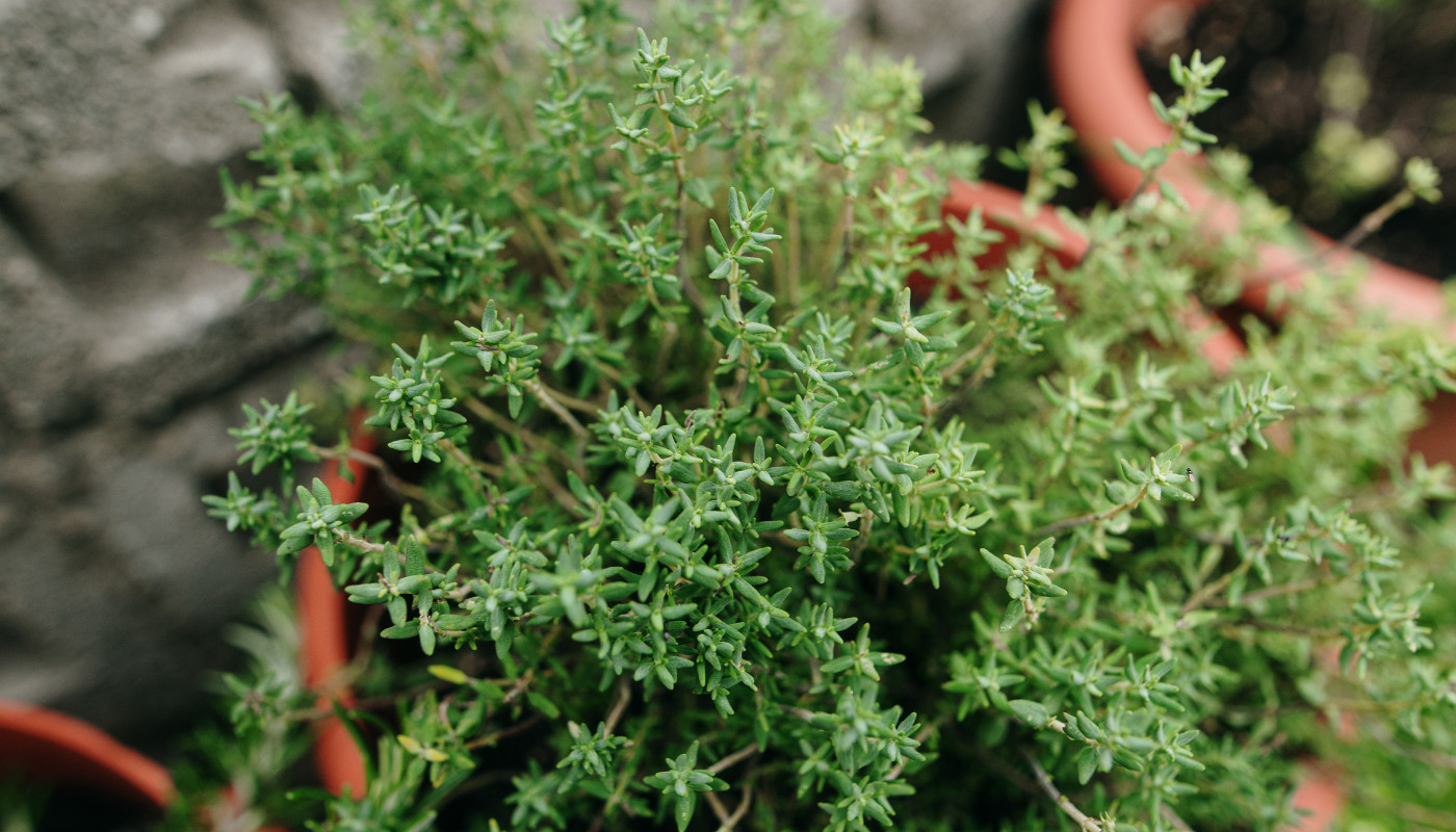 Ghid complet pentru cultivarea și utilizarea cimbrului de gradina [Thymus vulgaris STD]: Plantare, îngrijire și beneficii