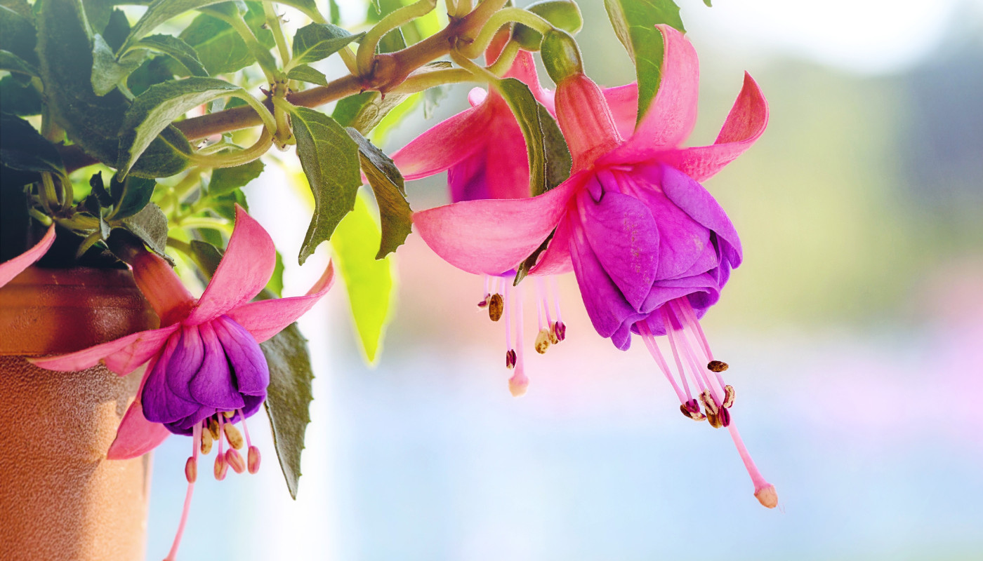 Fuchsia cesp - Cum să îngrijești cu succes această specie rară de Cerceluși