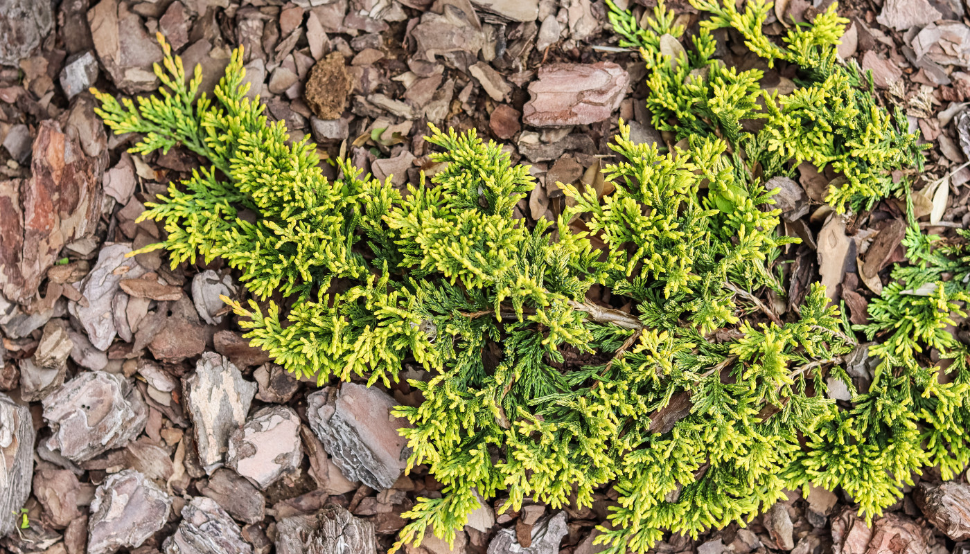 Ghid detaliat de plantare si ingrijire Ienupăr târâtor [Juniperus horizontalis] in gradina ta