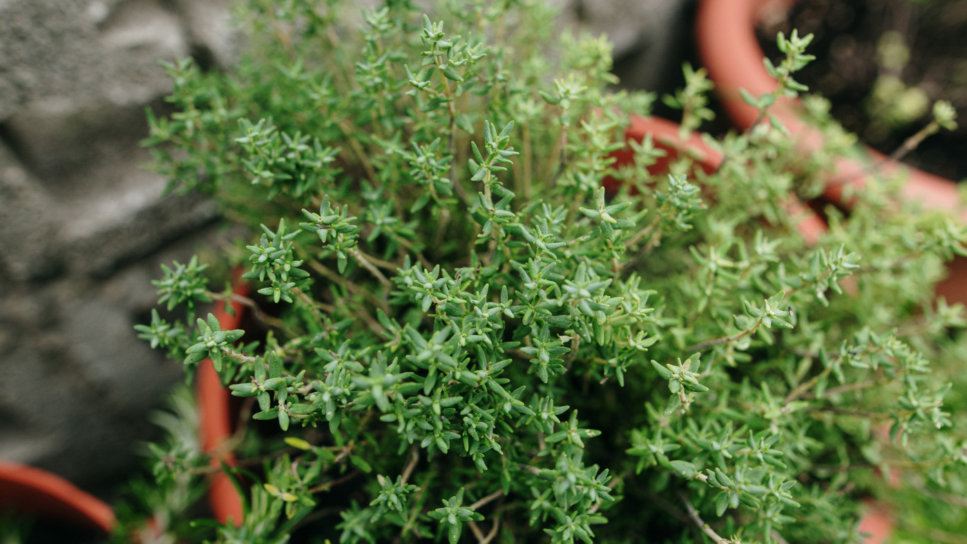 Ghid complet pentru cultivarea și utilizarea cimbrului de gradina [Thymus vulgaris STD]: Plantare, îngrijire și beneficii